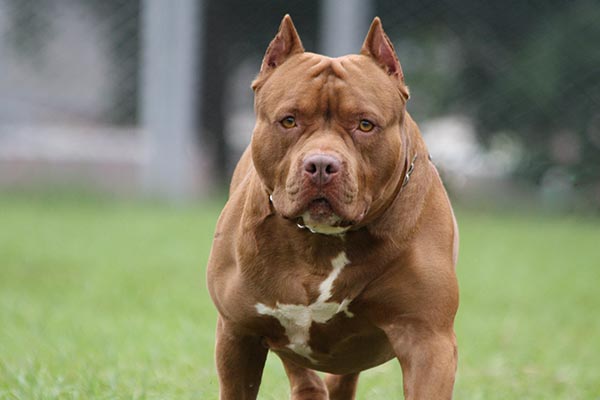 Re: [新聞] 生前畫面曝！比特犬「著魔狠咬脫骨」害