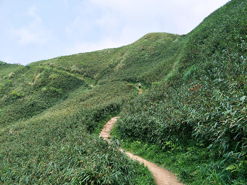 箭竹林景象