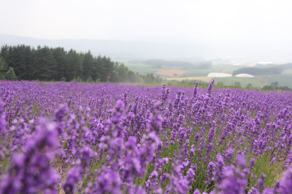 Hokkaido_lavender-600x400.jpg