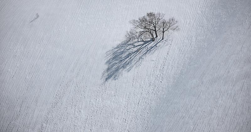 雪中樹木